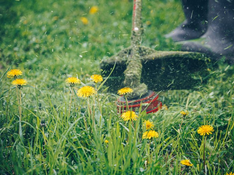 Man mowing the grass with dandelions. Garden work concept background.